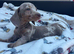 Miniature dachshund
