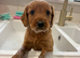 Beautiful Goldendoodle x puppies