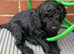 Cockapoo puppies