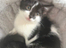 8 week old kittens ready now