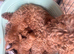 Red Cavapoos