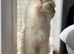 Beautiful Cream Shaded Persian adult female