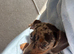 Dapple dachshunds