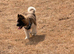 KC American Akita