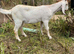 Anglo nubian wethers