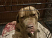 Male Mastiff mix