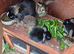 4 mini lop babies