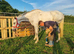 Really Smart Thoroughbred Gelding