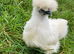 Chickens for sale