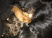 Kc cocker spaniel puppies