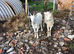 2 Lovely guernsey cross wethers. Friendly. 2 years old