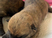 Gorgeous Cairn Terrier Puppies