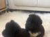 3 Beautiful Pomeranian Puppies