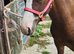 Kiki coming 2 Welsh c pony wpcs passported