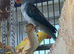Blue male and female alexandrine for sale