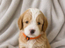 Champagne Cockapoo