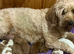 Fabulous Australian labradoodle pups. (Health tested lines)