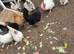 Pekin bantams