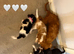 Beautiful health tested cavalier King Charles