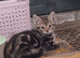 Bengal kittens rare colours