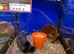 Dwarf Banded Hover Loach (Yunnanilus cruciatus)