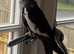 2 cockatiels