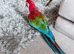 Tame and talking greenwing macaw