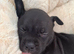 (Last pup) Female