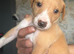 Saluki bull greyhound (lurcher) puppy’s