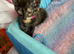 Stunning kitten x bsh &pound;45EACH 1 GIRL LEFT