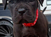 Cane corso puppy