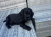 black cocker spaniel