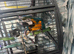 1 year old female macaw