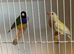 Gouldians for sale