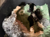 4 beautiful mini schnauzer pups