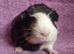 BEAUTIFUL MALE GUINEA PIGS