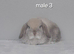 Gorgeous purebred mini lop rabbits