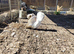 Jacobni fancy pigeon