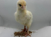Mixed breed chicks - 10 days old