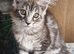 Adorable kitten looking a new home