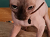 Sphynx kittens for sale