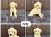 Goldador puppies 11 weeks old only 1 Boy in Leeds in Leeds
