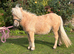 Lottie - Palomino Filly