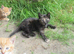 PRETTY FARM REARED KITTENS