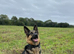 German Sheperd Puppy/ 13 month old Female