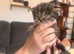 Doll face Persian kittens