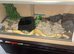Royal Python for sale