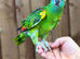 Blue fronted Amazon