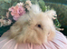Angora babies