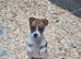 Jack Russell Girl